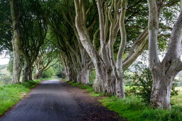 istock The old trees in the countryside 1363413432