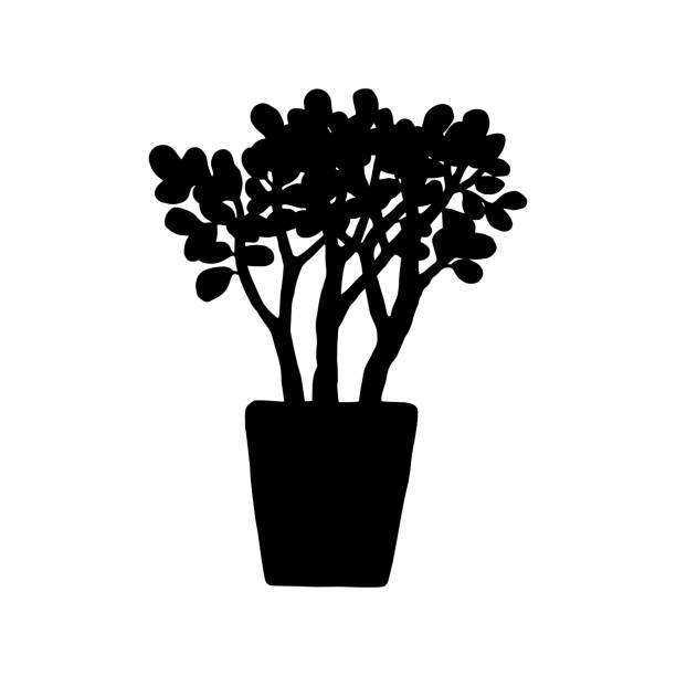 silhouette Crassula houseplant. Indoor potted plant vector outline black and white doodle illustration. silhouette Crassula houseplant. Indoor potted plant vector outline black and white doodle illustration jade plant stock illustrations