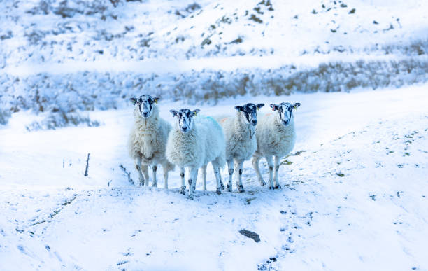ovejas en la nieve. cuatro ovejas mula swaledale frente a la cámara en clima frío y nevado.  las ovejas swaledale son una raza resistente nativa de north yorkshire, reino unido. - hardy fotografías e imágenes de stock