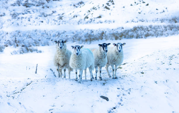 moutons dans la neige. quatre brebis mulets swaledale face à la caméra par temps froid et enneigé.  les moutons swaledale sont une race rustique originaire du yorkshire du nord, au royaume-uni. - prairie farm winter snow photos et images de collection