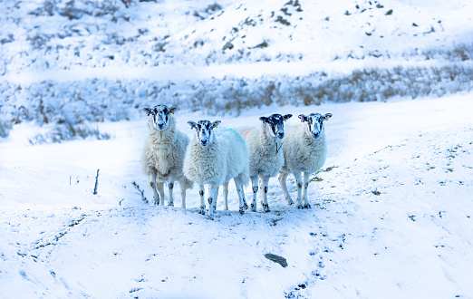 Sheep in snow. Four Swaledale mule ewes facing camera in cold, snowy weather.  Swaledale sheep are a hardy breed native to North Yorkshire, UK.