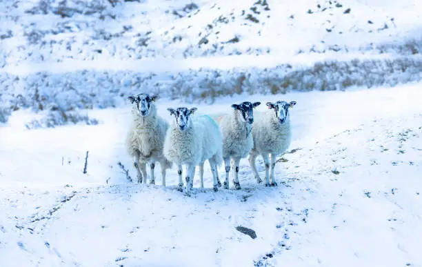 Photo of Sheep in snow. Four Swaledale mule ewes facing camera in cold, snowy weather.  Swaledale sheep are a hardy breed native to North Yorkshire, UK.