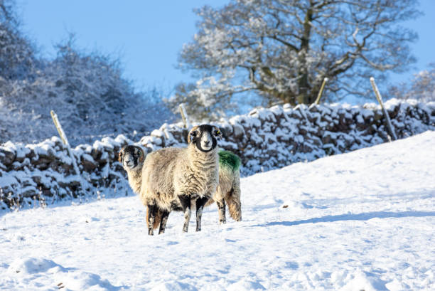 les brebis swaledale, deux moutons par temps froid et hivernal, se tenaient dans la neige et tournées vers l’avant avec des arbres enneigés et des murs en pierre sèche.  les moutons swaledale sont une race rustique, originaire du yorkshire du nord, au - wensleydale blue photos et images de collection