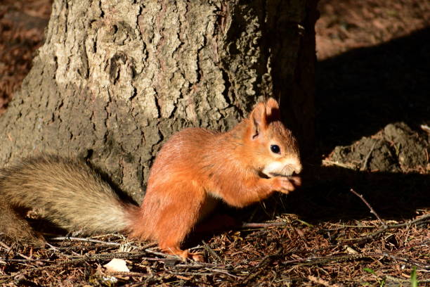 istock A city squrrel 1363416198