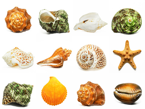 Overhead shot of Seashell collection on light blue background.