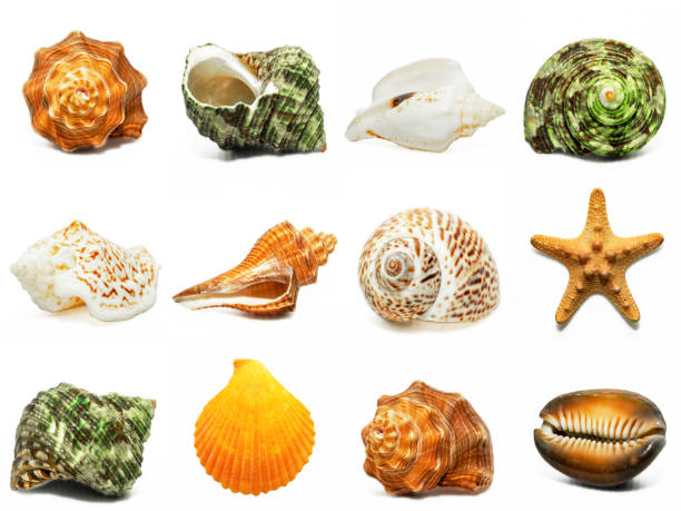 Seashells isolated on white background Set of beautiful seashells isolated on a white background. Summer travel concept, marine life sea life isolated stock pictures, royalty-free photos & images