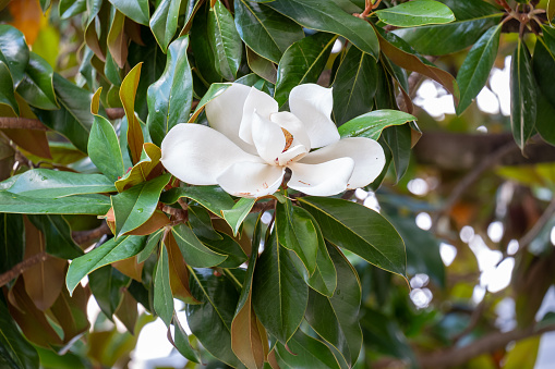 Magnolia soulangeana at Hyde Park in City of Westminster, London