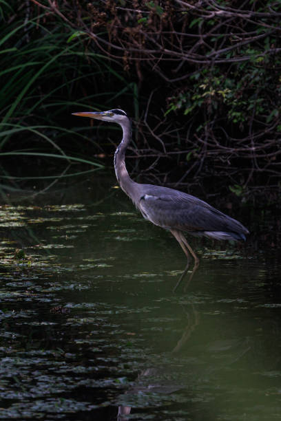 istock Heron playing in a river in Japan. 1363417902