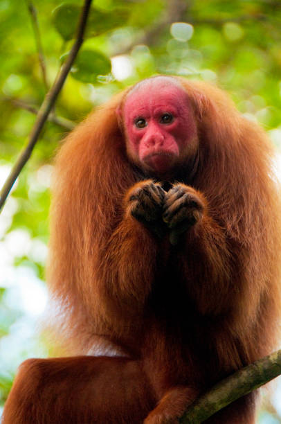 istock Close up rust-red and brown long-hair coated red-faced primate sitting in a tree 1363418085