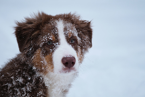 Portrait of Australian Shepherd puppy on white snow. Charming young thoroughbred dog with intelligent brown eyes and funny ears. Aussie red tricolor in winter.