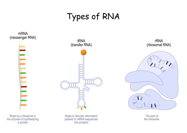 rnaの種類。trna、mrnaおよびrrna - genetic information点のイラスト素材／クリップアート素材／マンガ素材／アイコン素材