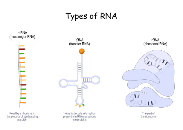 Types of RNA. tRNA, mRNA and rRNA Types of RNA. tRNA for transfer, that helps to decode information present in mRNA, rRNA in ribosome, and mRNA that Reads by a ribosome in the process of synthesizing a protein. Vector poster medical transcription stock illustrations