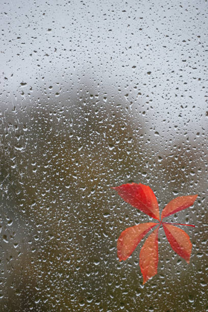 istock Wet with water drops glass window and attached red leaf from tree at rainy Autumn day. Concept of seasonal Autumn mood, background with copy space. 1363419310