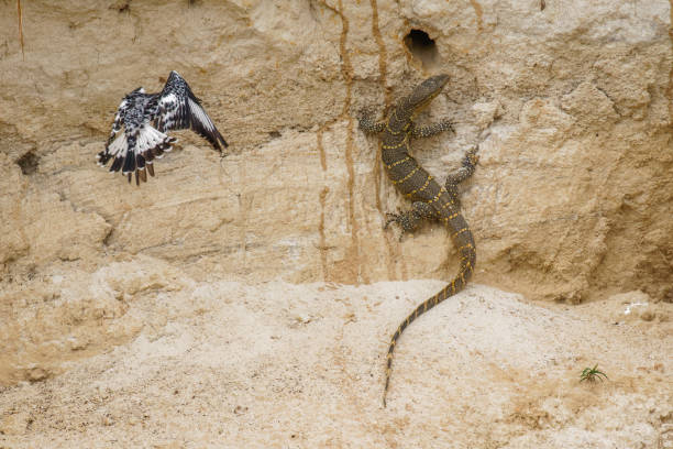 Pied Kingfisher (Ceryle rudis) attacking a nile monitor lizard (Varanus niloticus), Murchison Falls National Park, Uganda. Pied Kingfisher (Ceryle rudis) attacking a nile monitor lizard (Varanus niloticus), Murchison Falls National Park, Uganda.  Horizontal. monitor lizard stock pictures, royalty-free photos & images