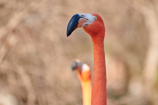 Close-up of the neck and head of a Caribbean flamingo