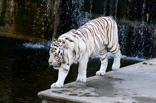 White Bengal tiger in captivity walking through its enclosure towards a pond to drink water