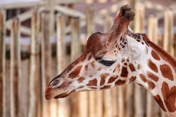 istock Close up of a giraffe head (Giraffa camelopardalis rothschildi) 1363420306
