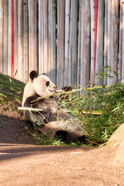 istock Giant Panda in captivity breaking bamboo branches 1363420328