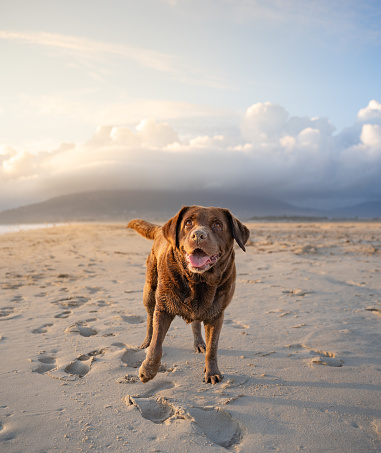 photography of a happy labrador retriever dog in a beautiful sunset on the beach in Tarifa, Spain. - Stock photography