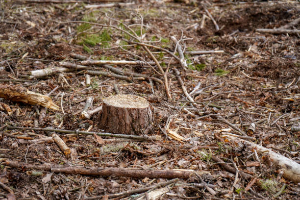 istock Close up of fresh cut down tree stumps 1363421181