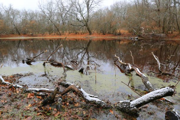 dead tree twigs in swamp