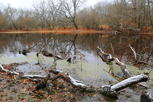 landscape with frosted dead tree twigs in wild forest swamp