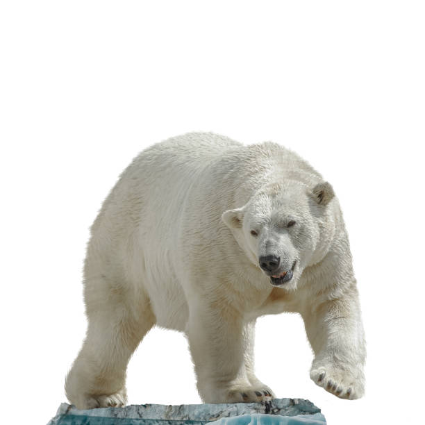 Big polar bear standing at small iceberg chunk isolated at white background. Concept biodiversity, wildlife conservation and global warming. stock photo