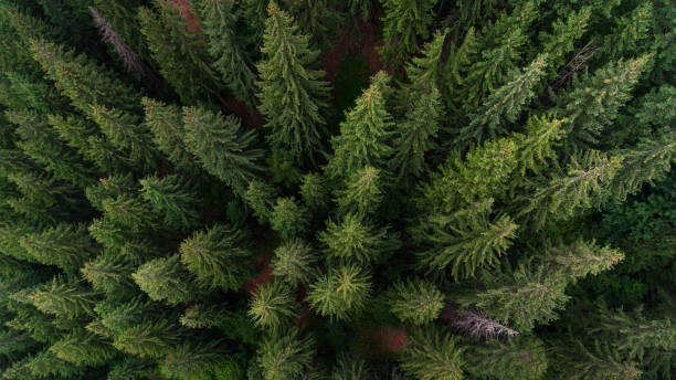 istock Aerial view on green pine forest 1363424865