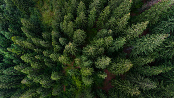 istock Aerial view on green pine forest 1363424866