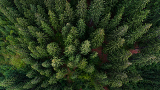 istock Aerial view on green pine forest 1363424869