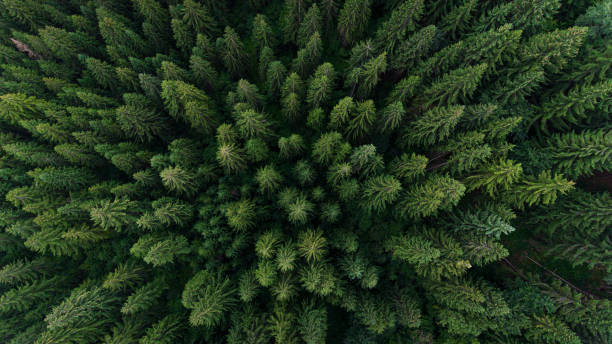 istock Aerial view on green pine forest 1363424872