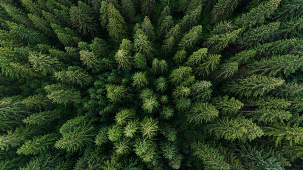 istock Aerial view on green pine forest 1363424873