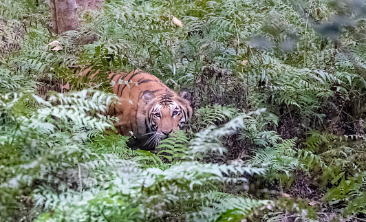 Indian bengal tiger (Panthera tigris tigris)  in the forest of north India.