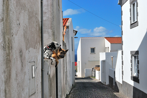 The sun is shining and the summer has begun in the smallest island of Azores, Corvo, where these two dogs are checking out their street. 
June 30, 2018