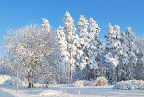 Finland. Very beautiful park in winter