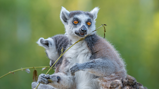Portrait of two funny ring-tailed Madagascar lemurs enjoying summer, close up, details. Concept biodiversity and wildlife conservation
