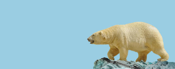istock Banner with big polar bear standing and calling at iceberg chunk in gradient deep blue polar sky background with copy space, closeup, details. 1363426787