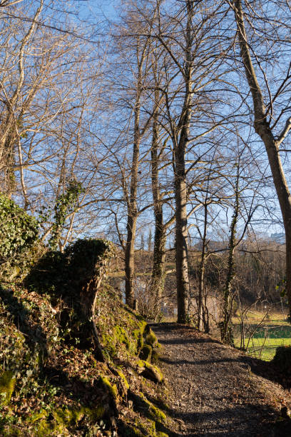 istock Beautiful forest in Schellenberg in Liechtenstein 1363428389