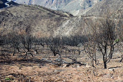 View of the Almond trees after fire  in Cruz de Tejeda in Gran Canaria, Spain