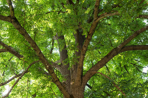 Full frame shot of an ash tree canopy in a home garden