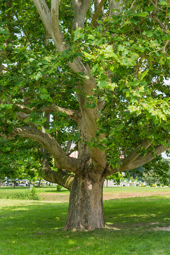 Huge London plane maple tree on beautiful summer day. Leaves and bark of the plane tree (Platanus acerifolia)