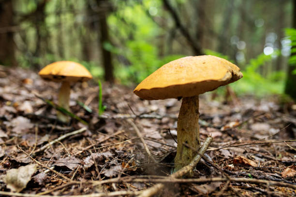 istock Orange cap Boletus in the forest 1363432047