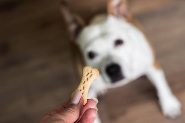 cane che riceve una sorpresa - candy cane immagine foto e immagini stock