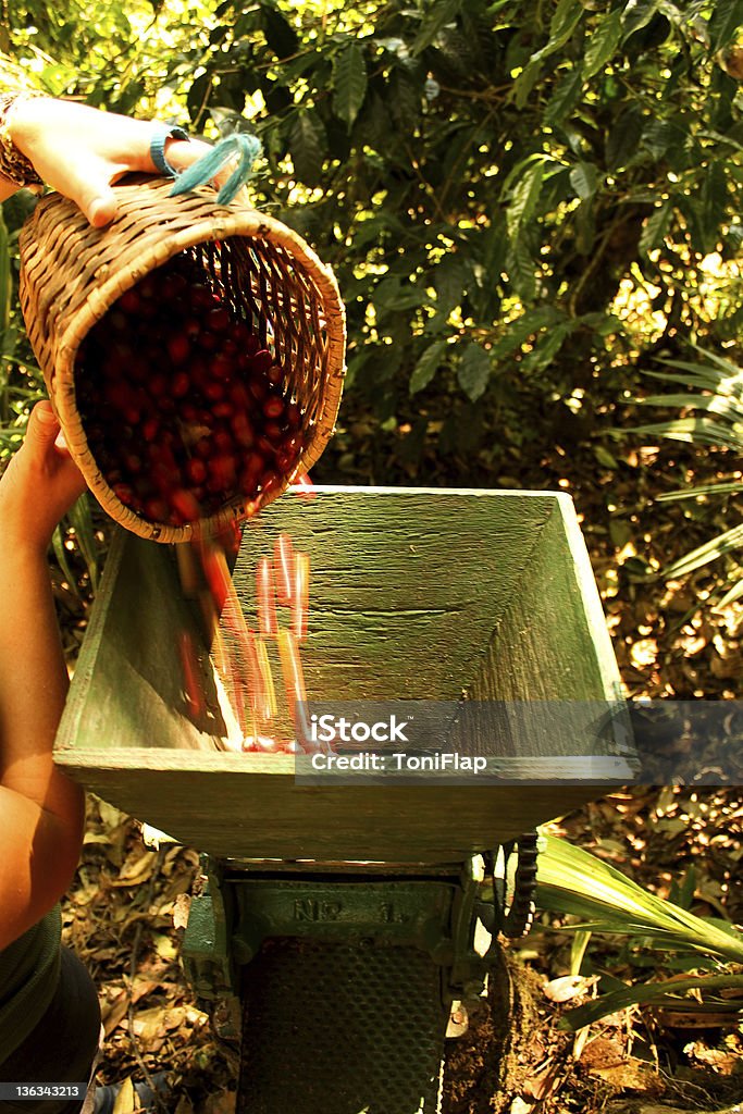 Bio-Kaffee Bohnen. - Lizenzfrei Bohne Stock-Foto