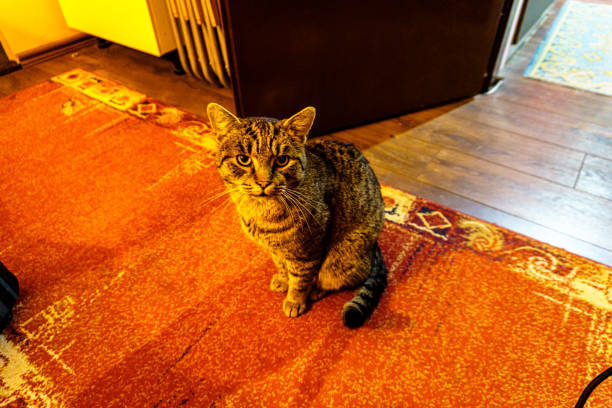 Photo of Cute Domestic Cats Enjoying the Time Indoors.