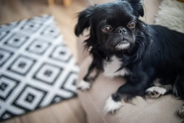 A black Pekingese is lying on a bed in the living room in the morning