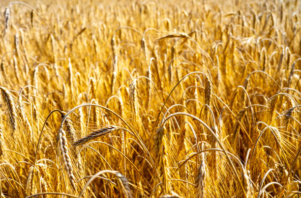 istock Field of graing in August. 1363432194