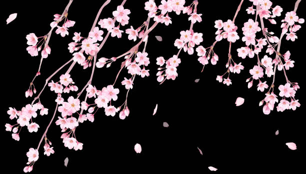 Spring flowers: Watercolor illustration of weeping cherry blossoms and falling petals. Banner background. Spring flowers: Watercolor illustration of weeping cherry blossoms and falling petals. Banner background. oriental cherry tree stock illustrations