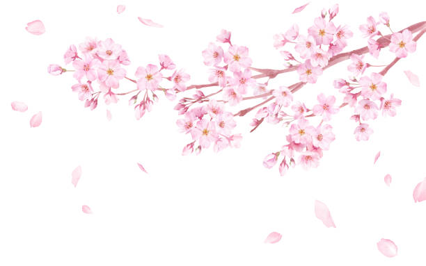 ilustrações, clipart, desenhos animados e ícones de flores de primavera: ilustração de aquarela de flores de cerejeira e pétalas caindo. (vetor) - cherry blossom flower head spring flower