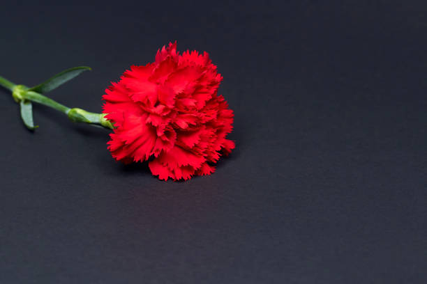red carnation on a black background. Fresh carnation flowers isolated on black background. Carnation for mothers day, Victory Day, wedding and valentines day. Copy space. red carnation on a black background. Fresh carnation flowers isolated on black background. Carnation for mothers day, Victory Day, wedding and valentines day. Copy space. mothers day horizontal close up flower head stock pictures, royalty-free photos & images